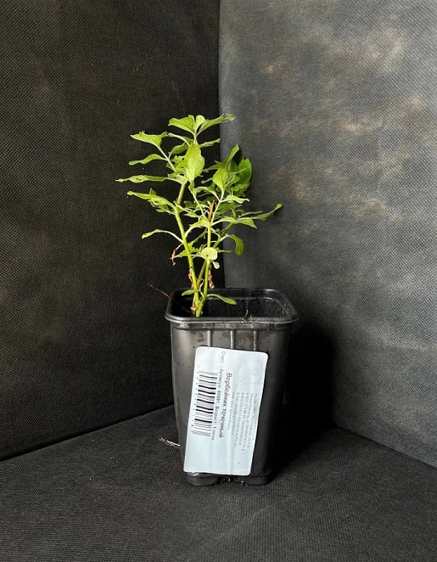 Вербейник точечный 1 шт Р9